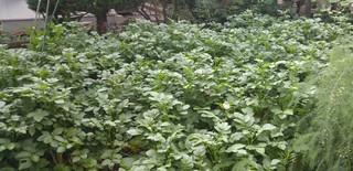 20170802_082147.jpg